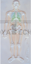 The relief model of skeleton system